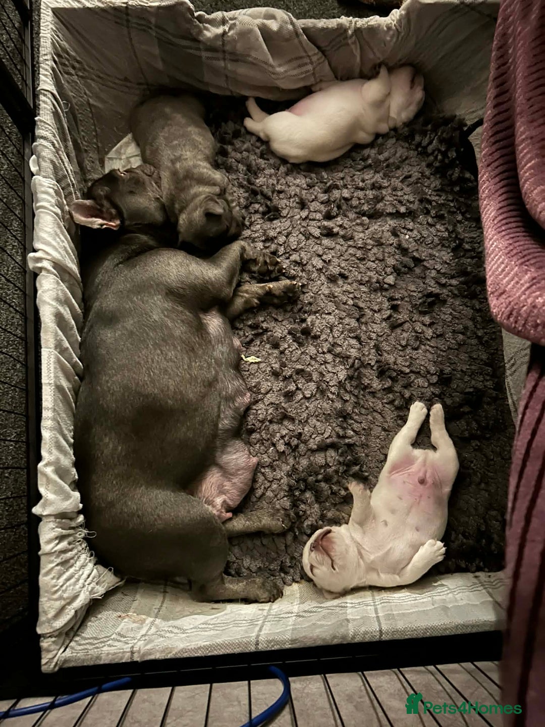 French Bulldog dogs for sale: French fries due to leave 3rd January  - Advert 17