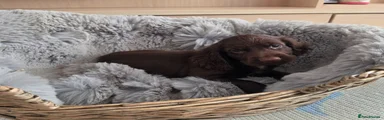 Chocolate Female