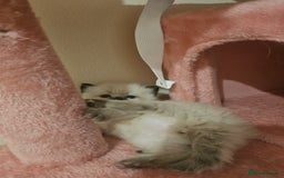 Ragdoll cats for sale: *READY TO LEAVE Beautiful Ragdoll kittens for sale - Image 3