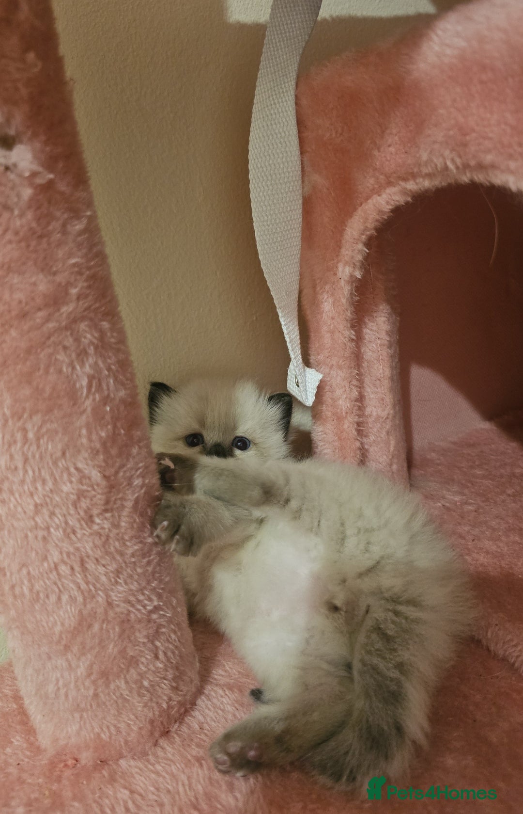 Ragdoll cats for sale: *READY TO LEAVE Beautiful Ragdoll kittens for sale - Image 3