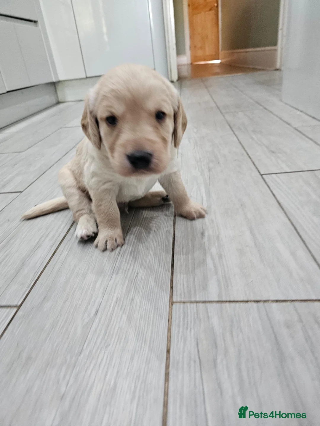 Mixed Breed dogs for sale: 9 beautiful Beagador/minituare poodle puppies - Advert 1