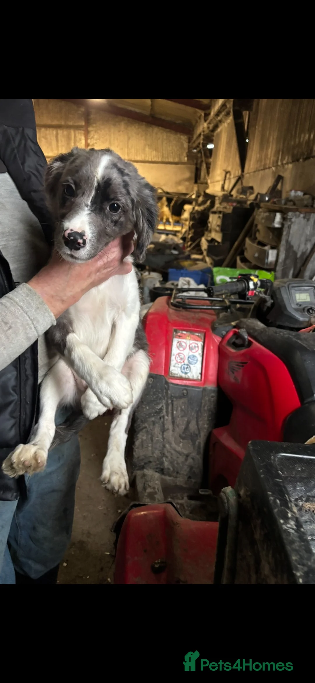 Mixed Breed dogs for sale: Male and Female puppy for sale - Advert 2