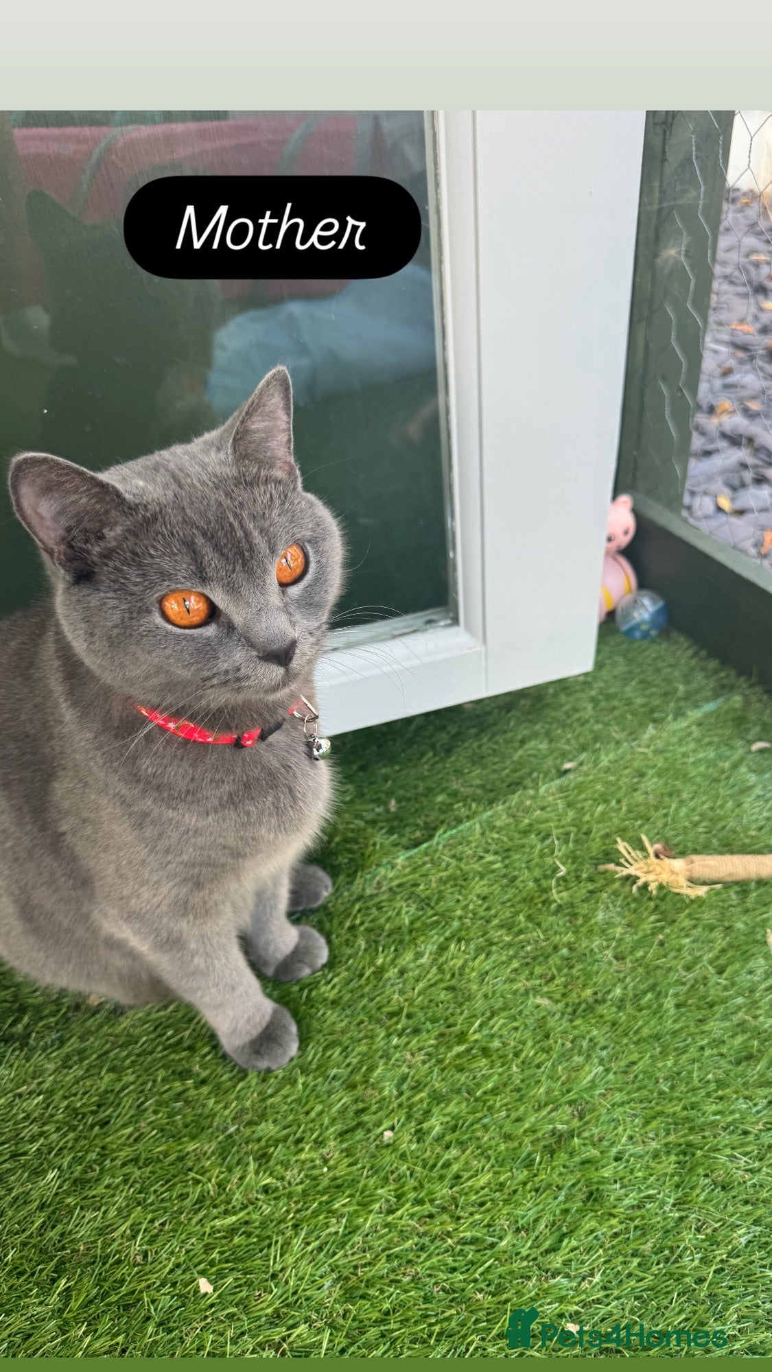 British Shorthair cats Pure breed British shorthair for sale in Denham - Advert 1