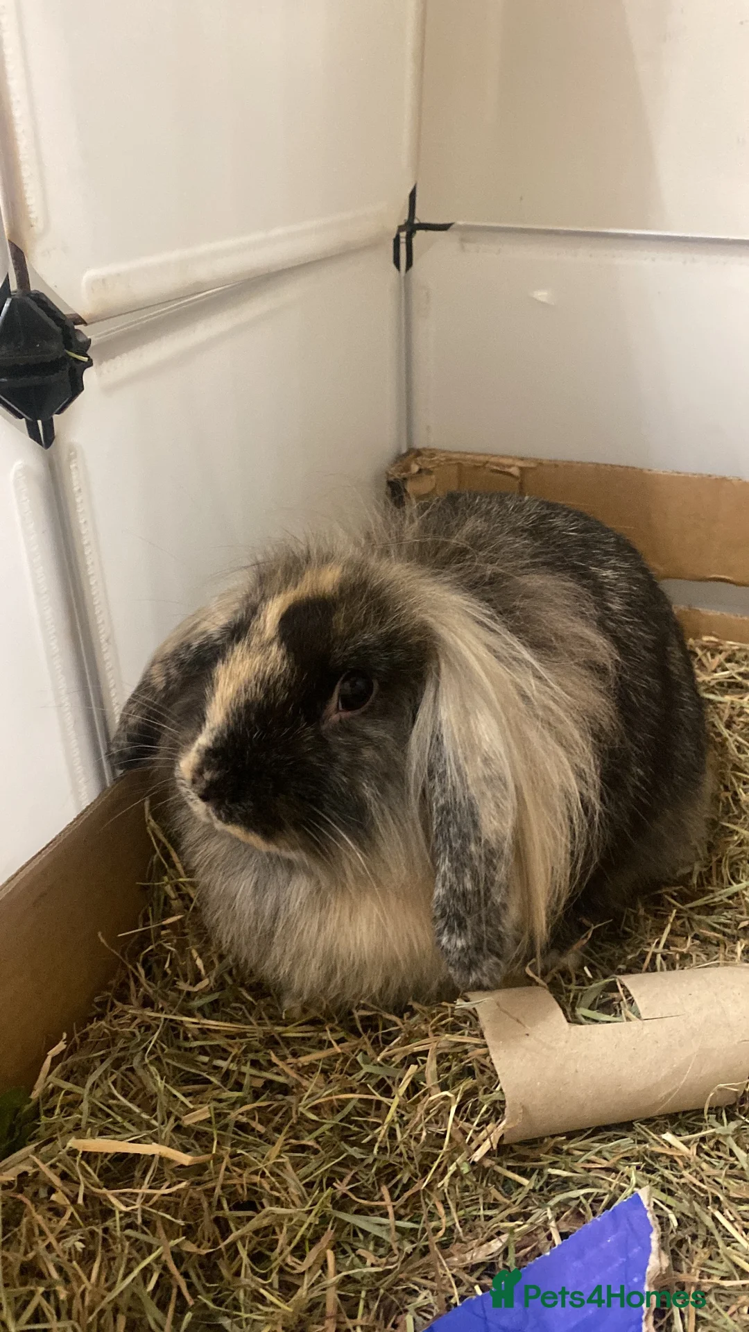 Lionhead rabbits for sale: Super playful Lionlop  - Advert 1