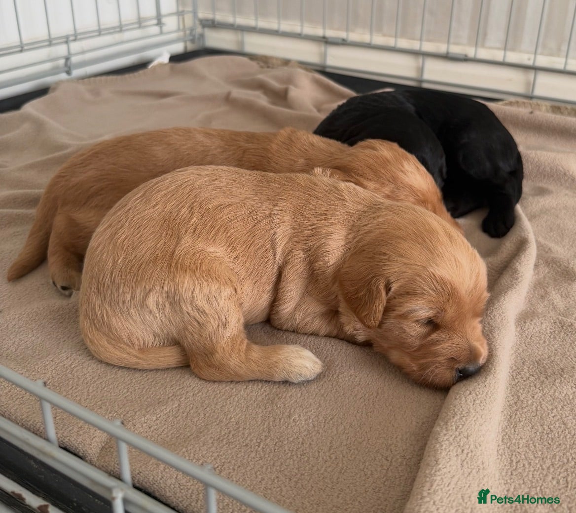 Labradoodle dogs 🦴❤️ long haired F1 Labradoodle puppies ❤️🦴 - Advert 1