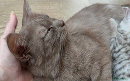 British Shorthair cats for sale: GCCF BSH Chinchilla Rare, Beautiful Kittens - Image 32