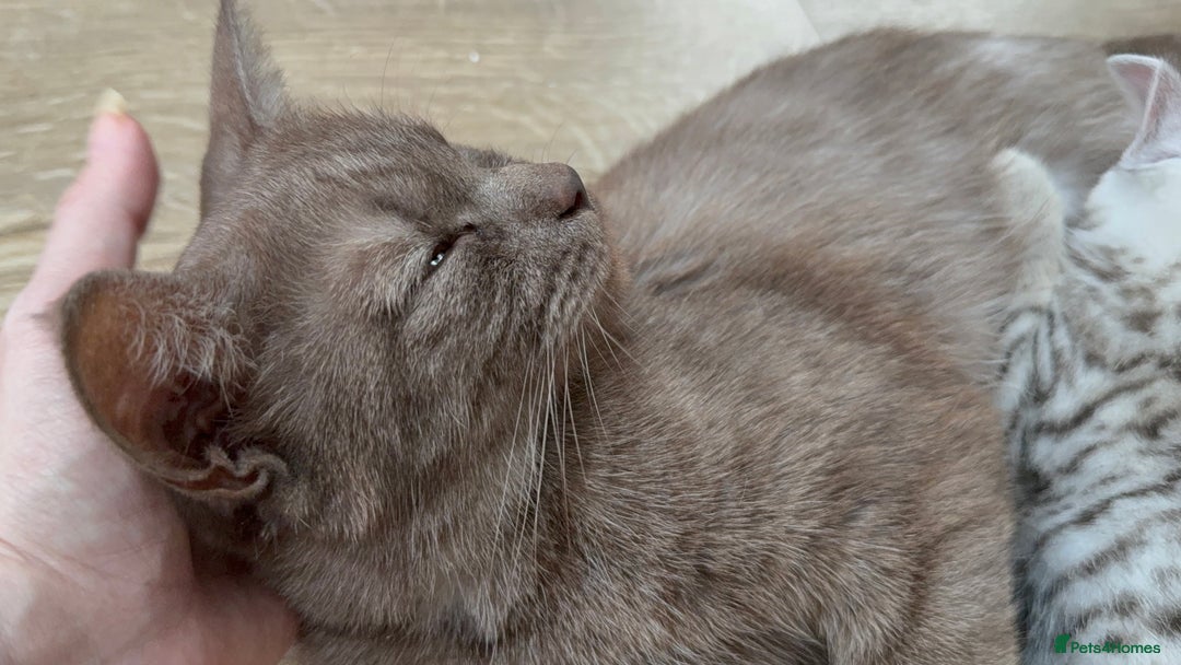 British Shorthair cats for sale: GCCF BSH Chinchilla Rare, Beautiful Kittens - Image 32