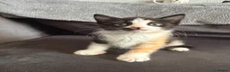 Domestic Shorthair cats for sale: 4 Adorable Domestic Shorthair Kittens - Advert 29