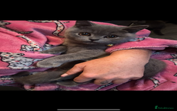 British Shorthair cats for sale: Blue British shorthair  - Image 14