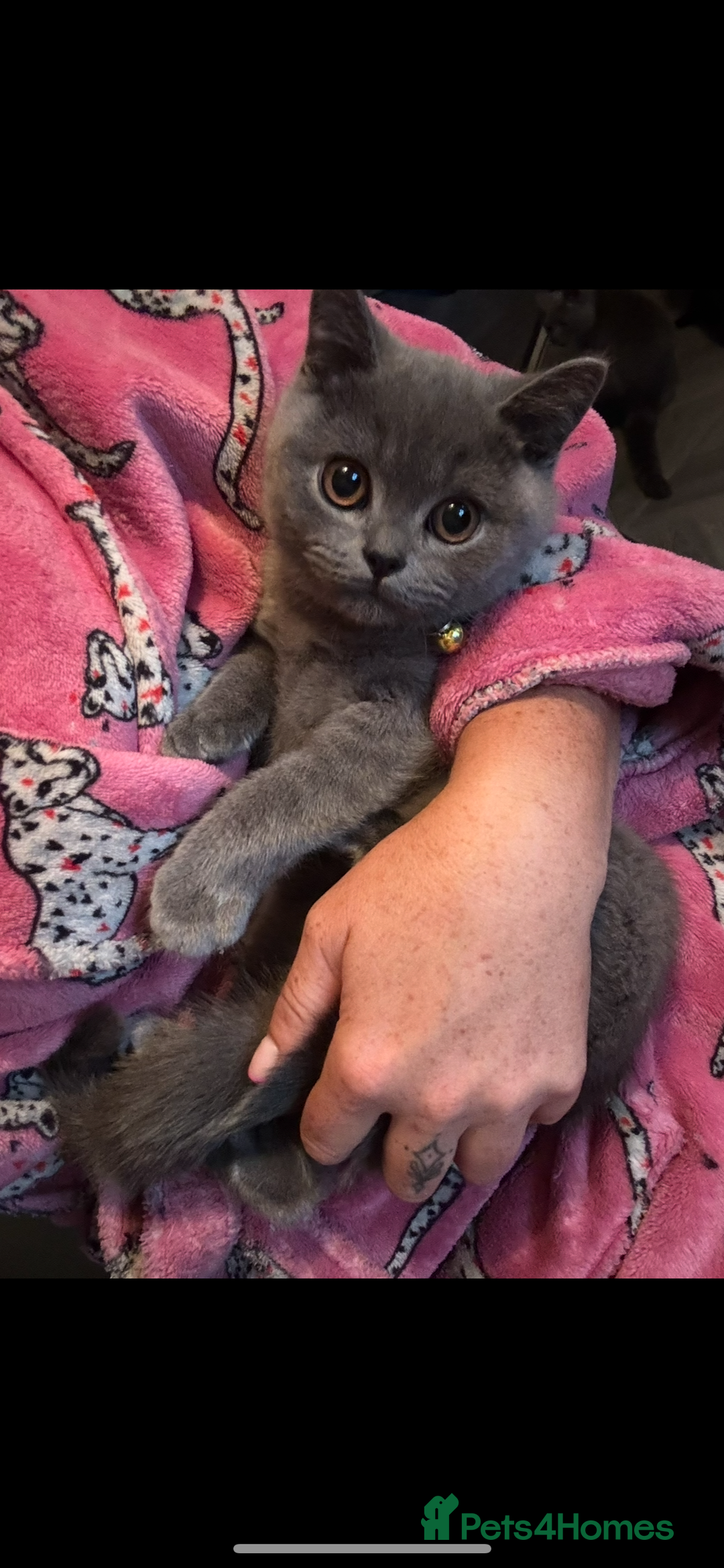 British Shorthair cats for sale: Blue British shorthair  - Image 14