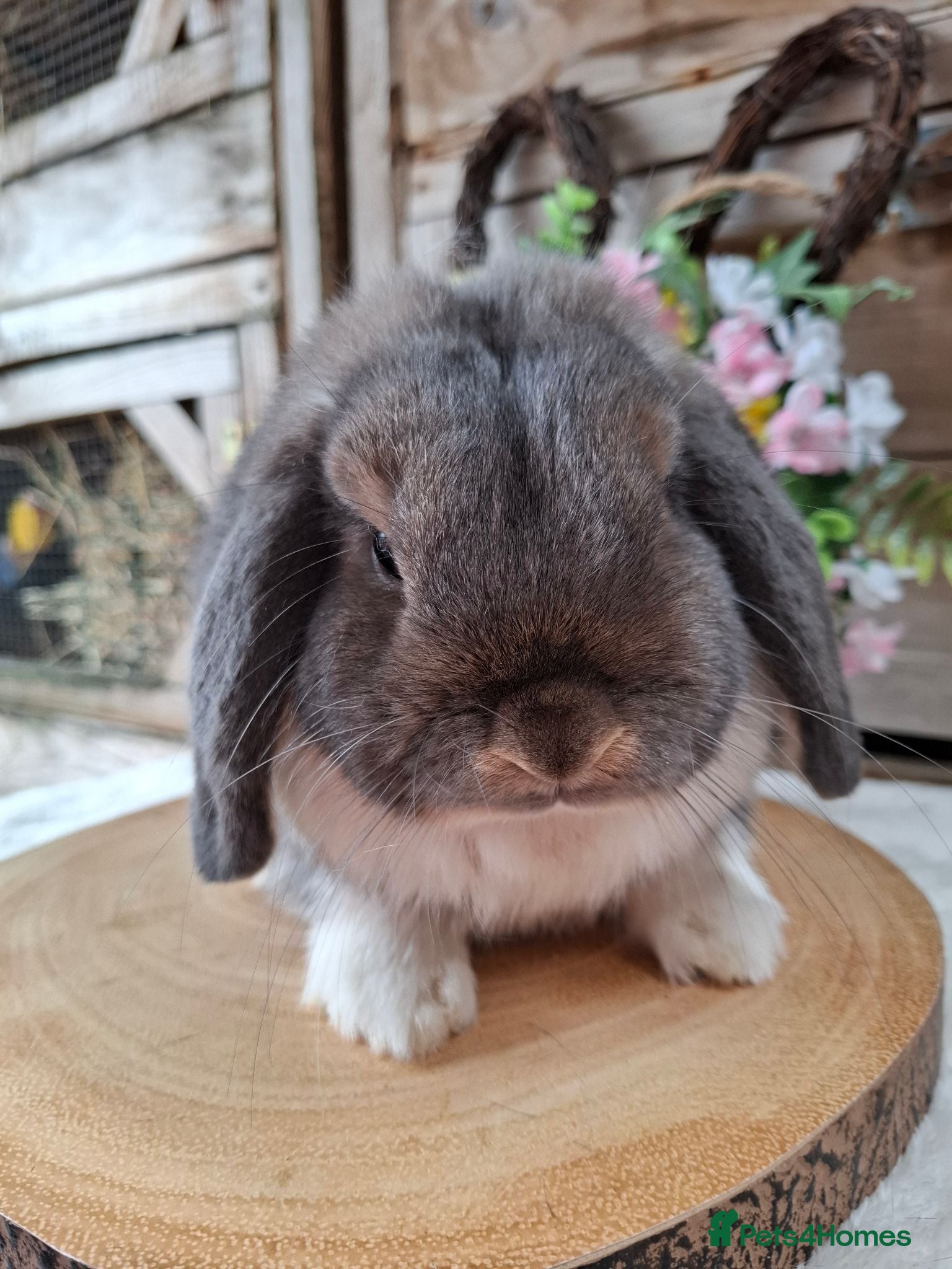 Mini Lop rabbits Opal Mantle mini lop Adult avaliable  - Advert 2