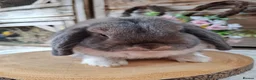 Mini Lop rabbits for sale: Opal Mantle mini lop Adult avaliable Dob: 18/6/25 - Advert 1