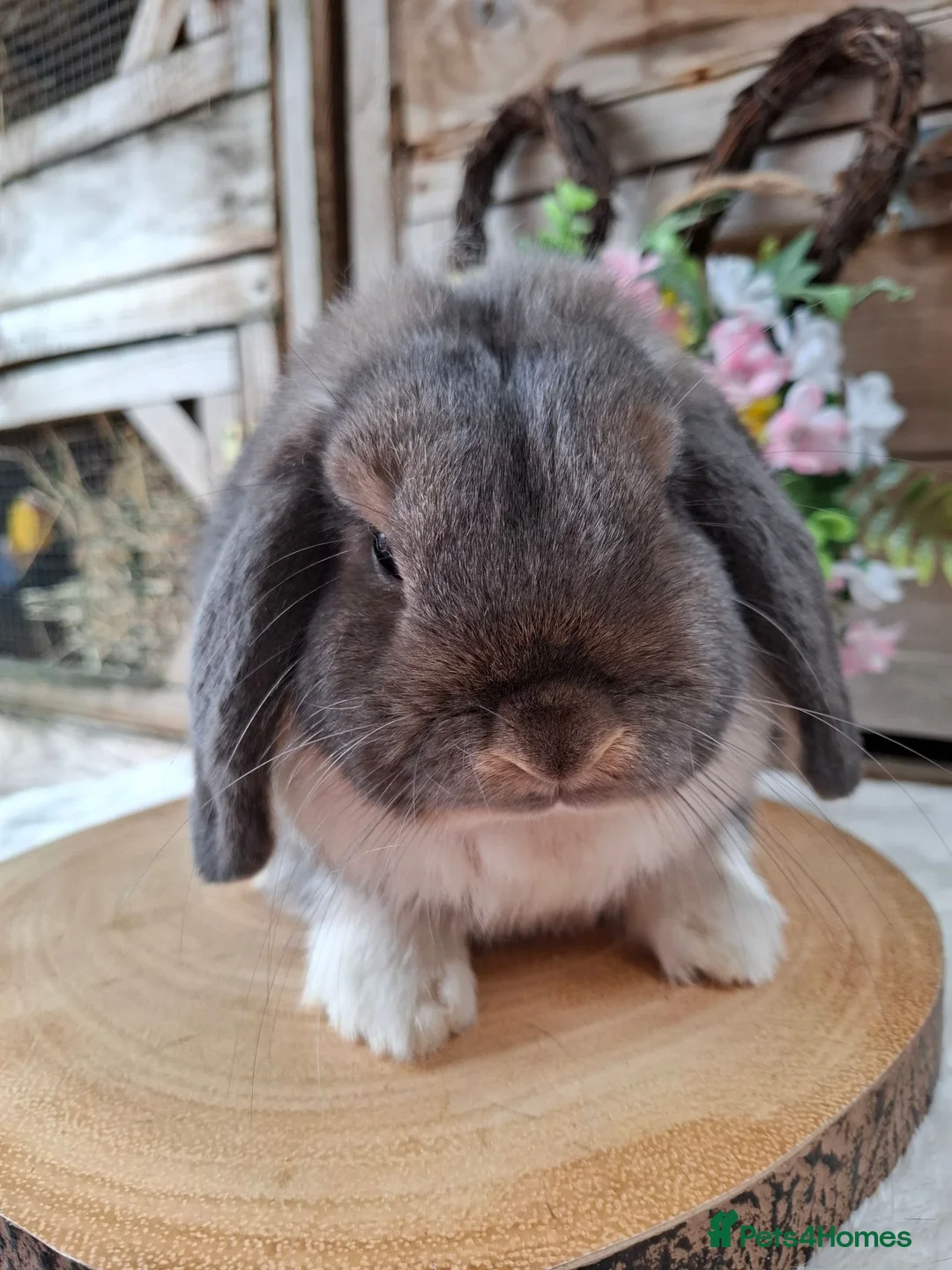 Mini Lop rabbits for sale: Opal Mantle mini lop Adult avaliable Dob: 18/6/25 - Advert 1
