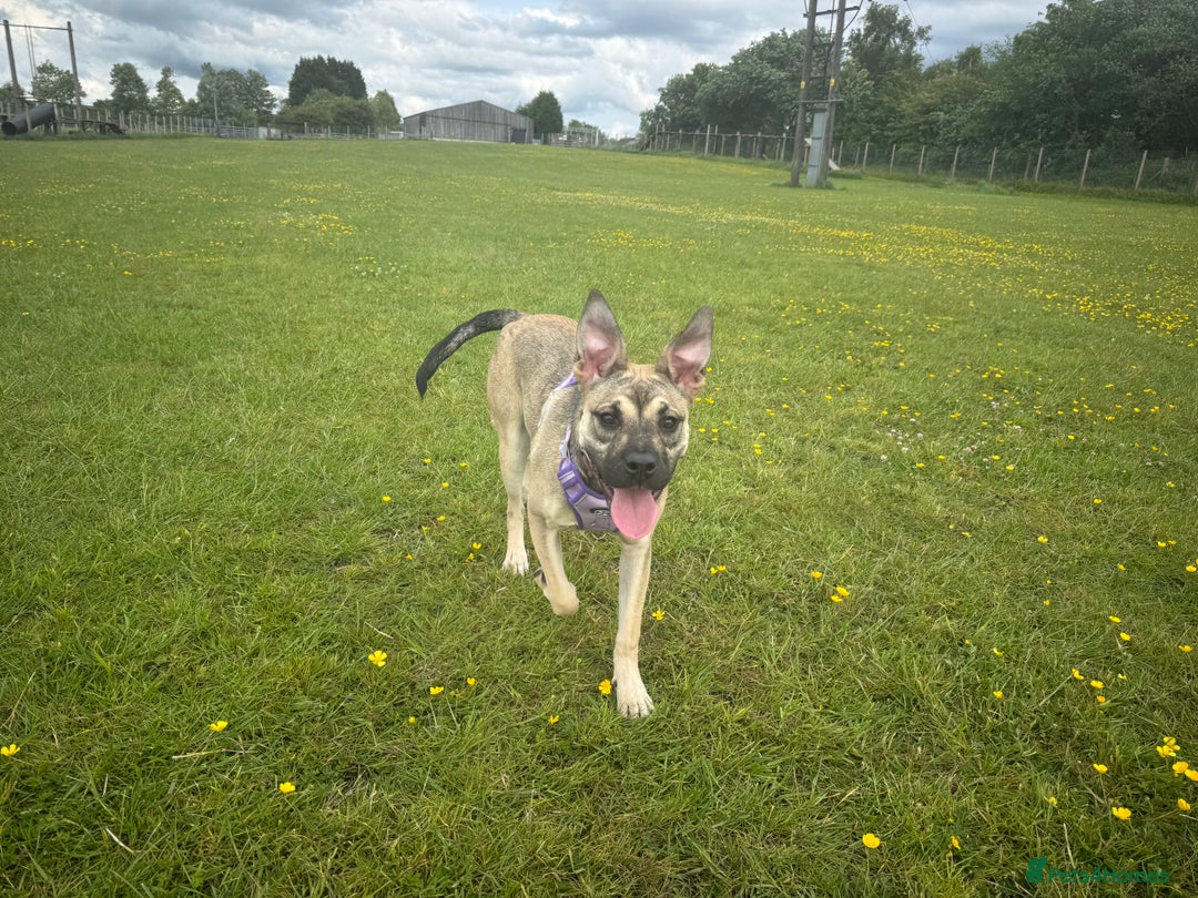 Presa Canario dogs for sale: Female Presa Canario - Image 13