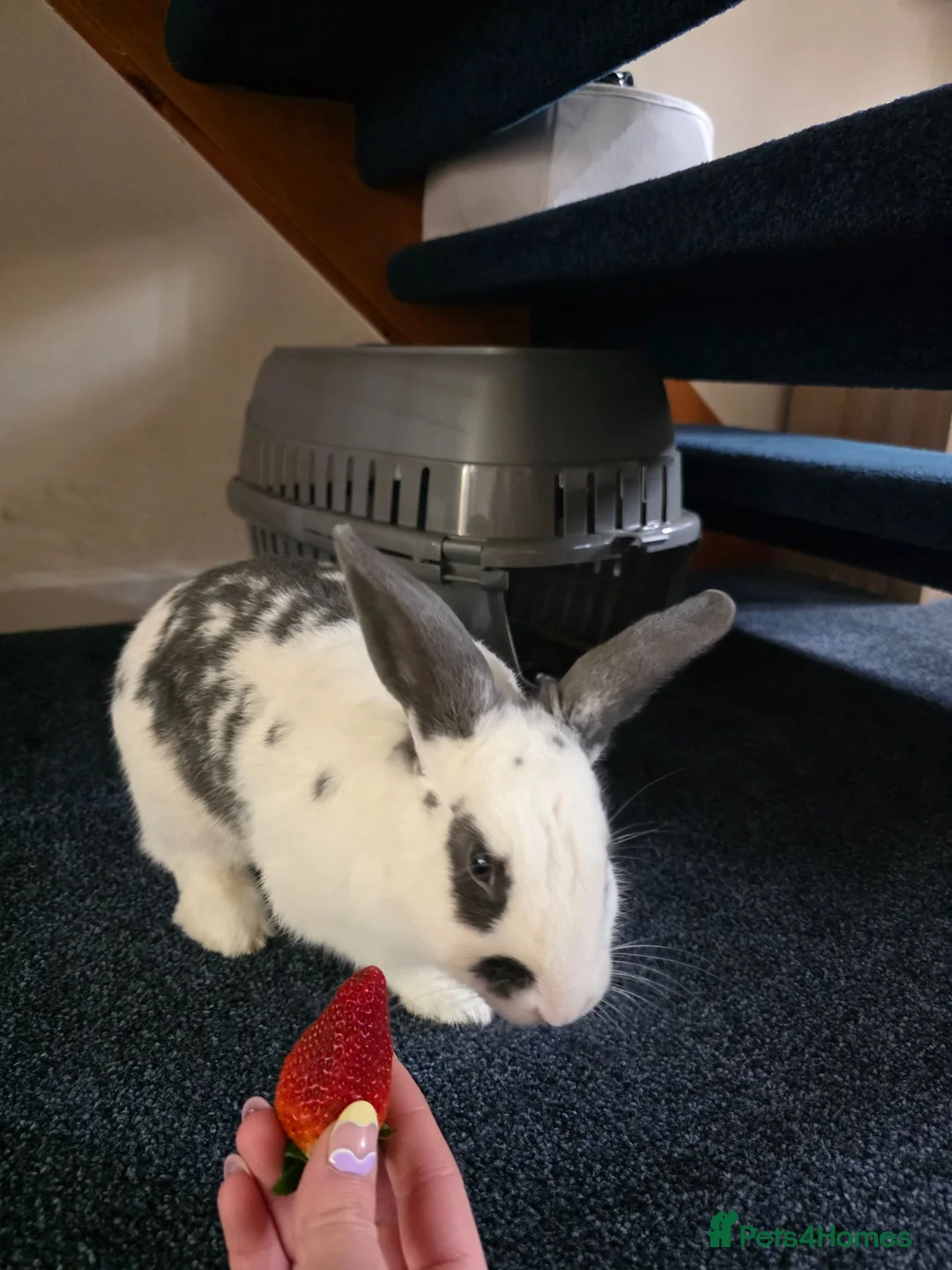 English rabbits for sale: Friendly Pet Rabbit Coco Looking for a Lovig home - Advert 3