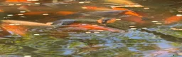 Fancy Goldfish fish for sale: Pond contents mix of goldfish and Koi? - Advert 3