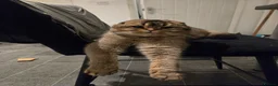 Scottish Fold cats for stud: Scottish Fold - Advert 1