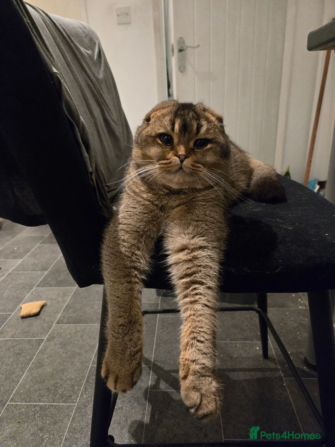 Scottish Fold cats for stud: Scottish Fold - Advert 1
