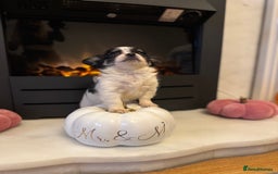 Chihuahua dogs for sale: One left! KC Reg Chihuahua Puppies-  Ready Now - Image 24