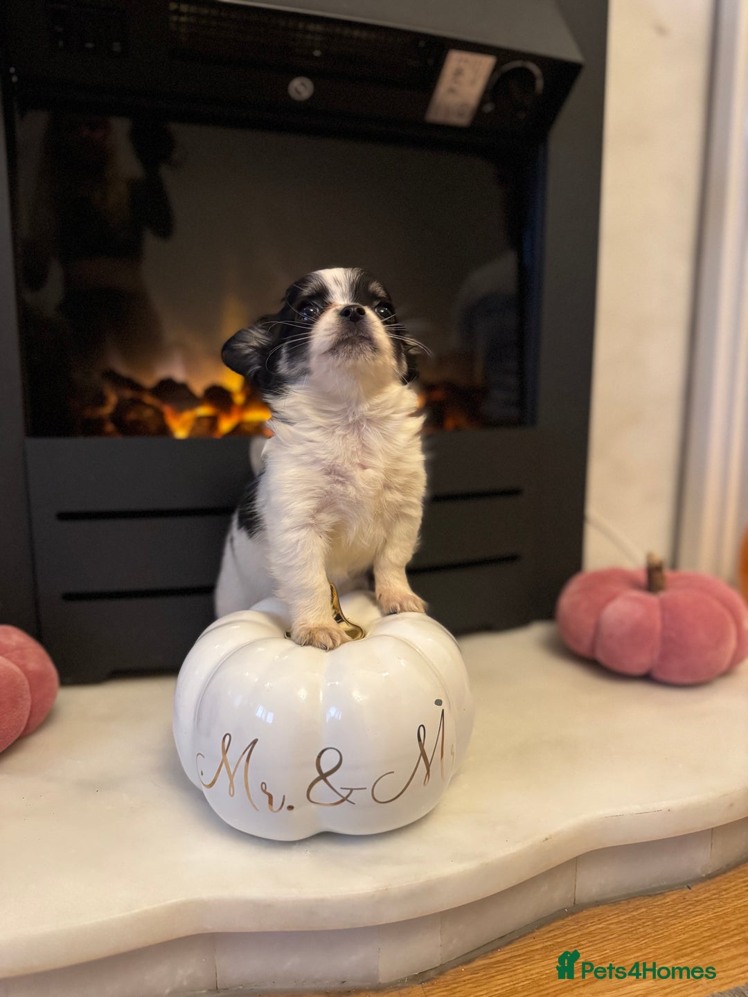 Chihuahua dogs for sale: One left! KC Reg Chihuahua Puppies-  Ready Now - Image 24