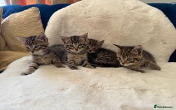 Mixed Breed cats for sale: Kittens ready 15th August  - Image 5