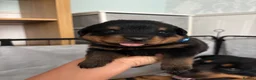 Rottweiler dogs for sale: Stunning Rottweiler Puppies  - Advert 24