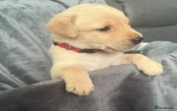 Labrador Retriever dogs for sale: Beautiful KC registered Labrador puppies - Image 22