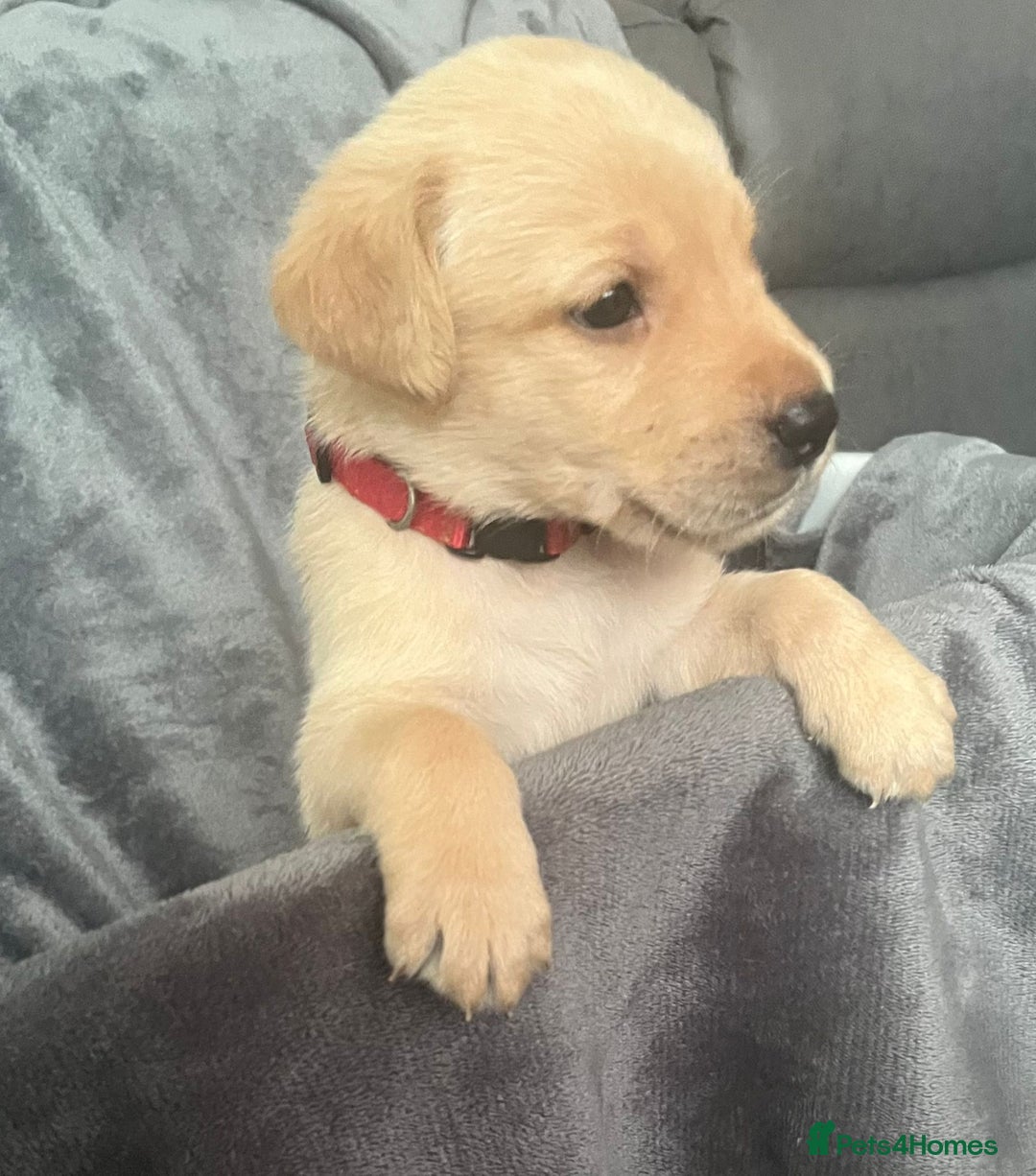 Labrador Retriever dogs for sale: Beautiful KC registered Labrador puppies - Image 22