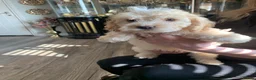Cockapoo dogs for sale: Cocker poodle.puppies for sale in Alnwick - Advert 4