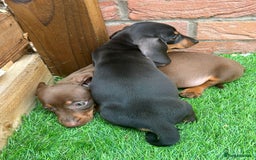 Miniature Dachshund dogs for sale: Beautiful miniature Dachshund puppies  - Image 11