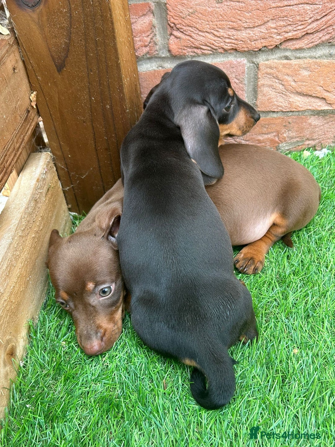 Miniature Dachshund dogs for sale: Beautiful miniature Dachshund puppies  - Image 11