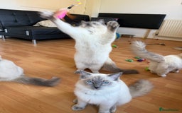 Ragdoll cats for sale: Ragdoll Kittens Looking for Their Forever Homes  - Image 2
