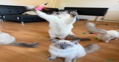 Ragdoll cats - Advert 10