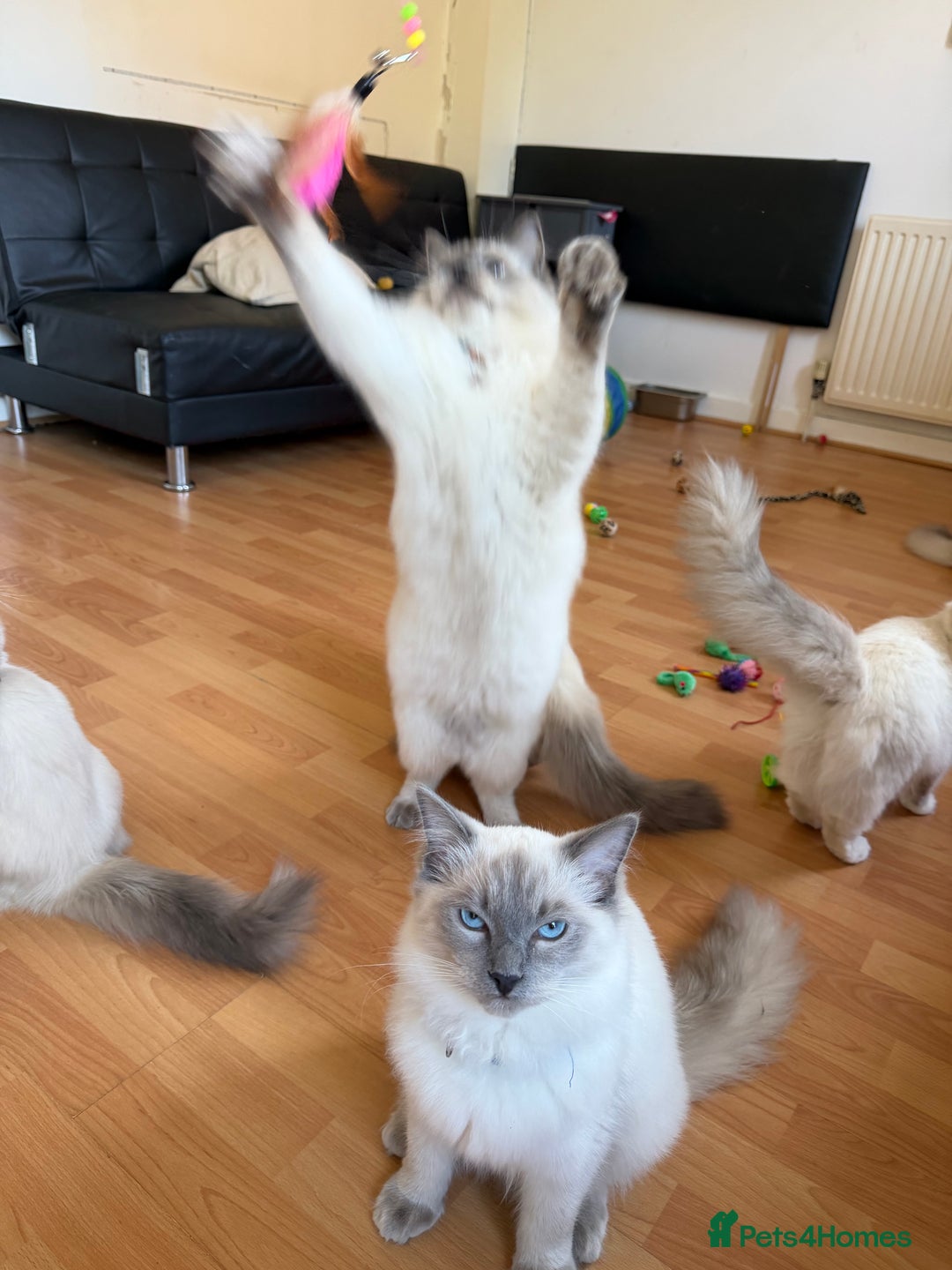 Ragdoll cats for sale: Ragdoll Kittens Looking for Their Forever Homes  - Image 2