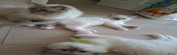 Ragdoll cats for sale: Male Ragdoll kittens  - Advert 9