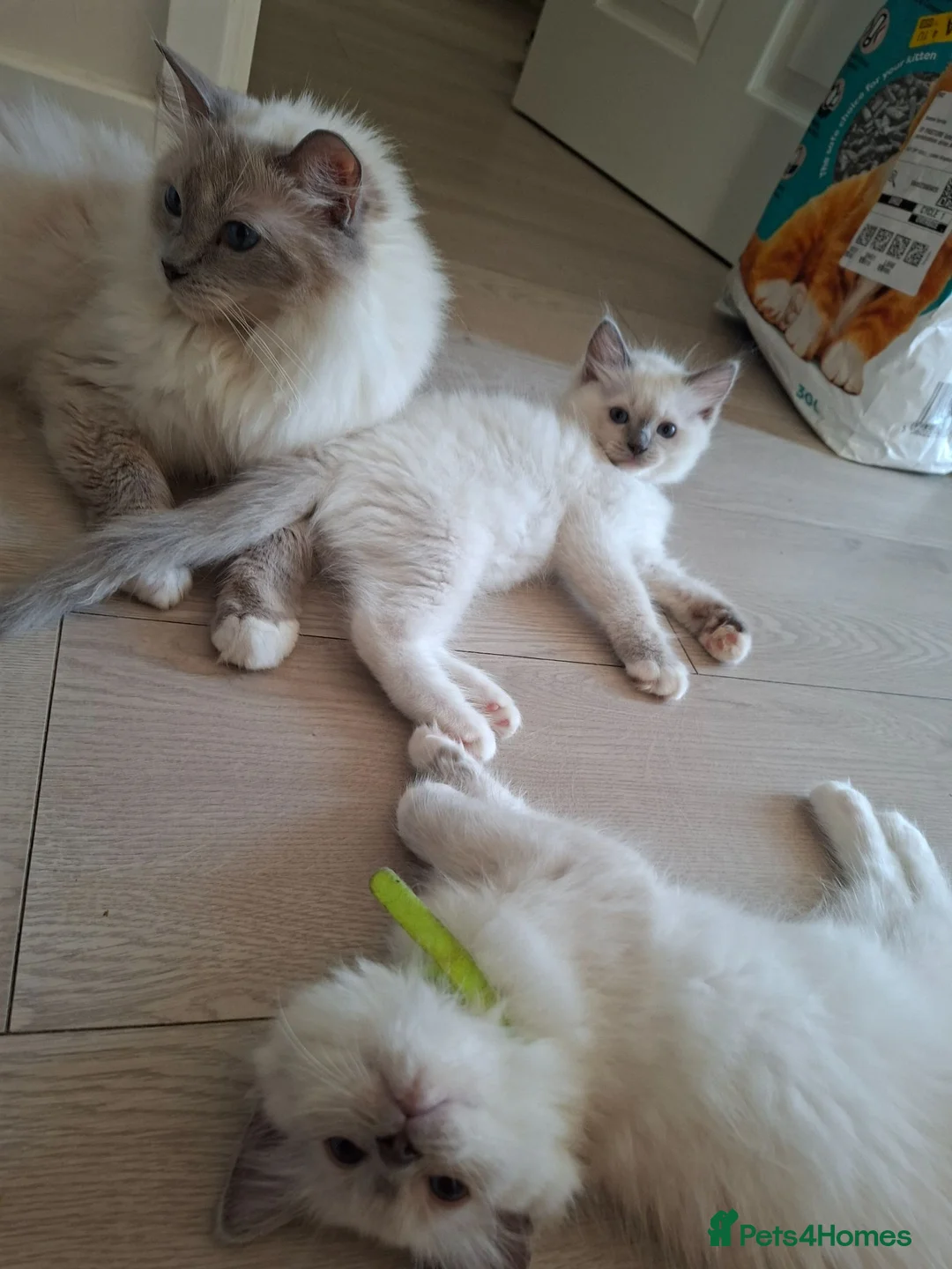 Ragdoll cats for sale: Male Ragdoll kittens  - Advert 9