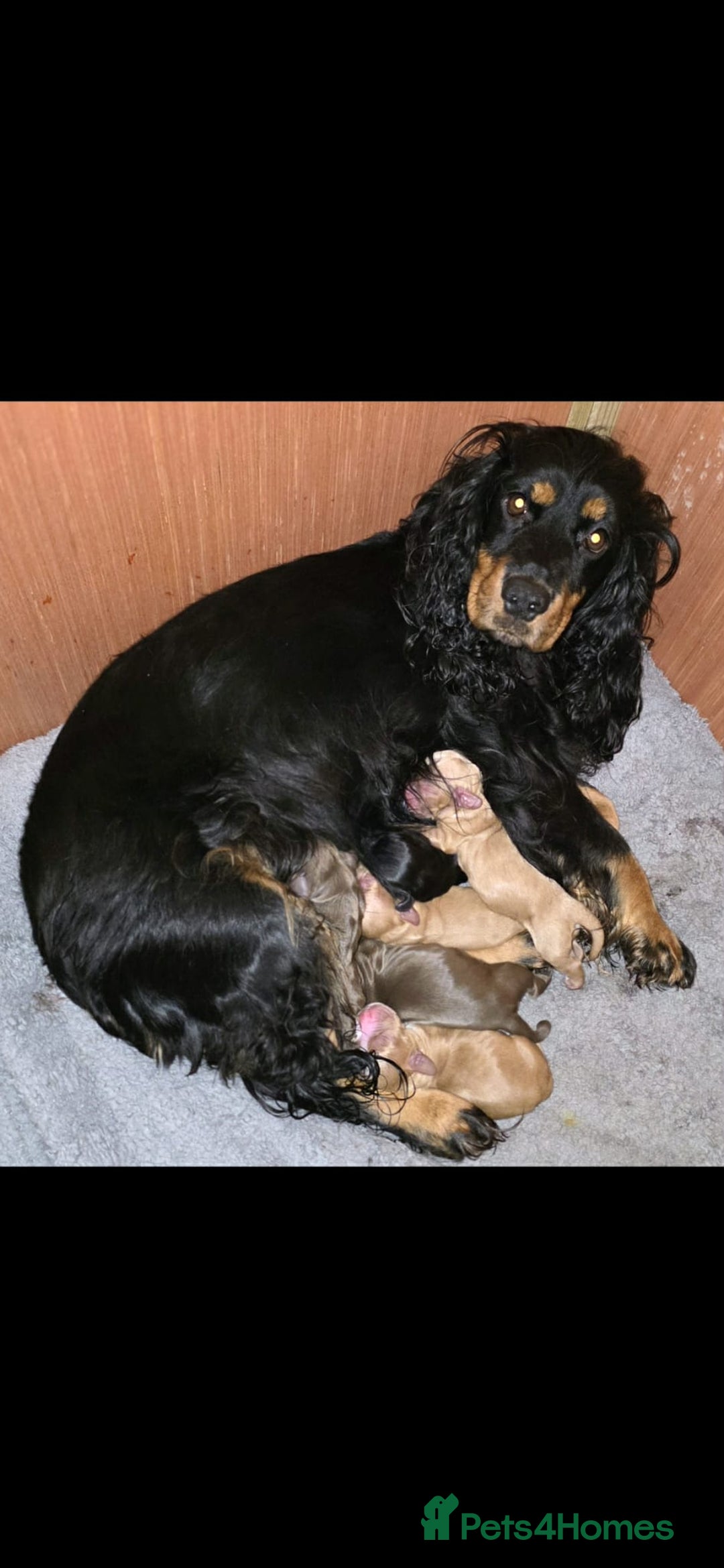 Cocker Spaniel dogs for sale: Cocker spaniel puppies - Advert 9