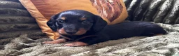 Dachshund dogs for sale: STANDARD KC REG LONGHAIRED DACHSHUNDS  - Advert 15