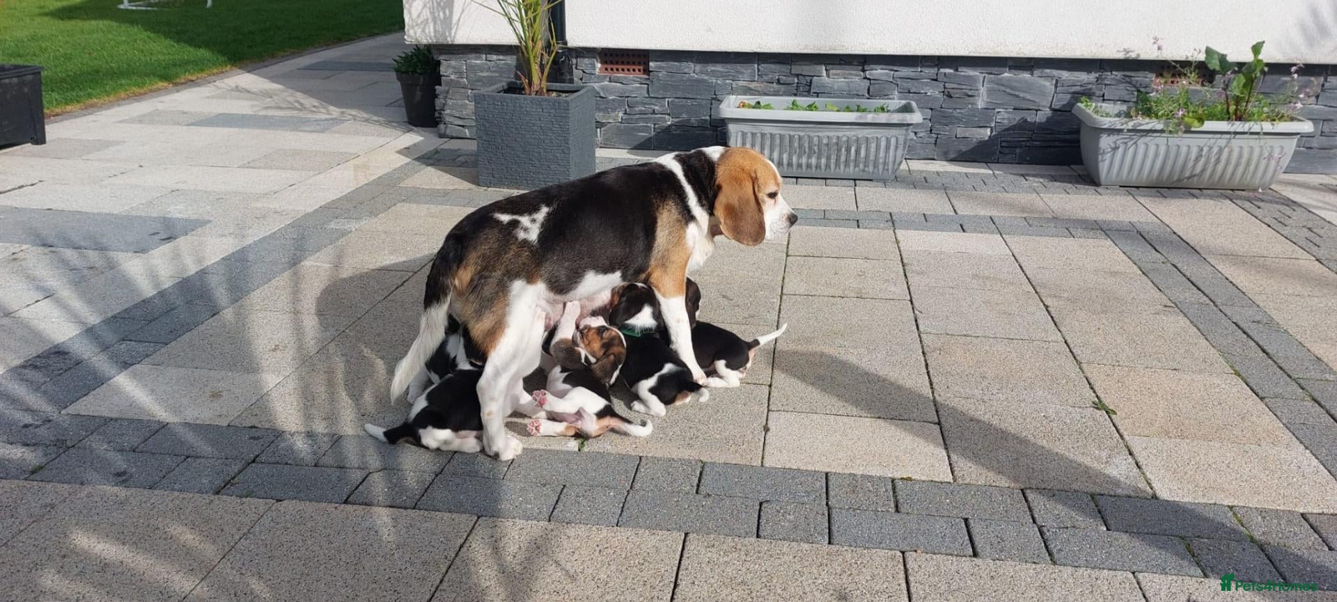 Beagle dogs Beautiful Beagle puppies  - Advert 1