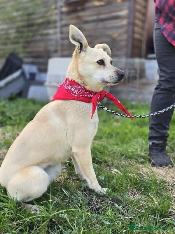Mixed Breed dogs SCOTLAND: ❤️STELLA❤️BEAUTIFUL SMALL-TO-MEDIUM GIRL - Advert 2