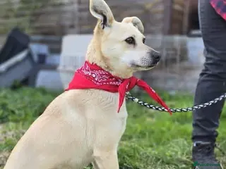 Mixed Breed dogs SCOTLAND: ❤️STELLA❤️BEAUTIFUL SMALL-TO-MEDIUM GIRL - Advert 2