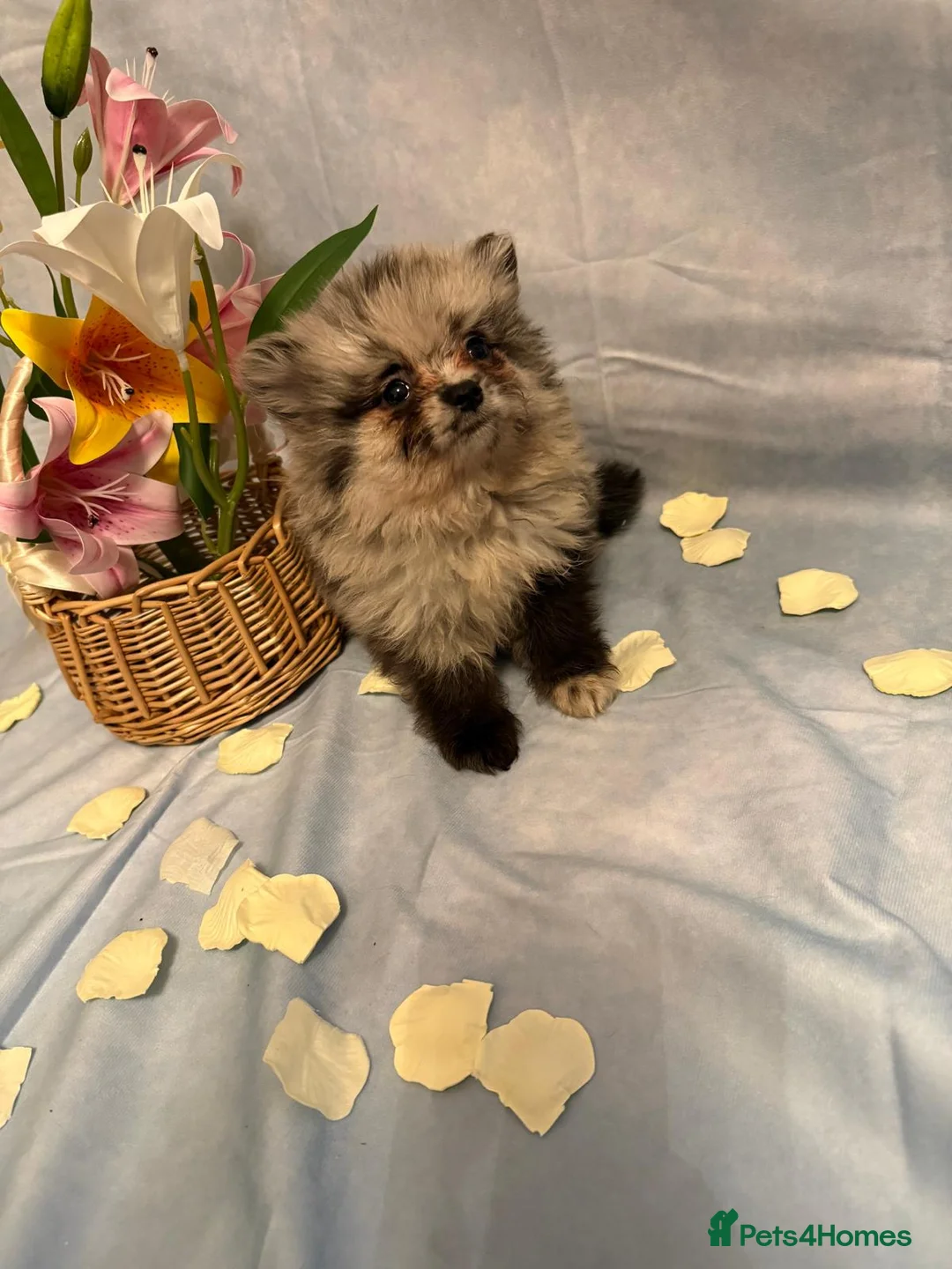 Pomeranian dogs for sale: Pomeranian puppies - Advert 22