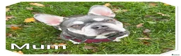 French Bulldog dogs for sale: 1 Frenchie looking for his forever home  - Advert 13