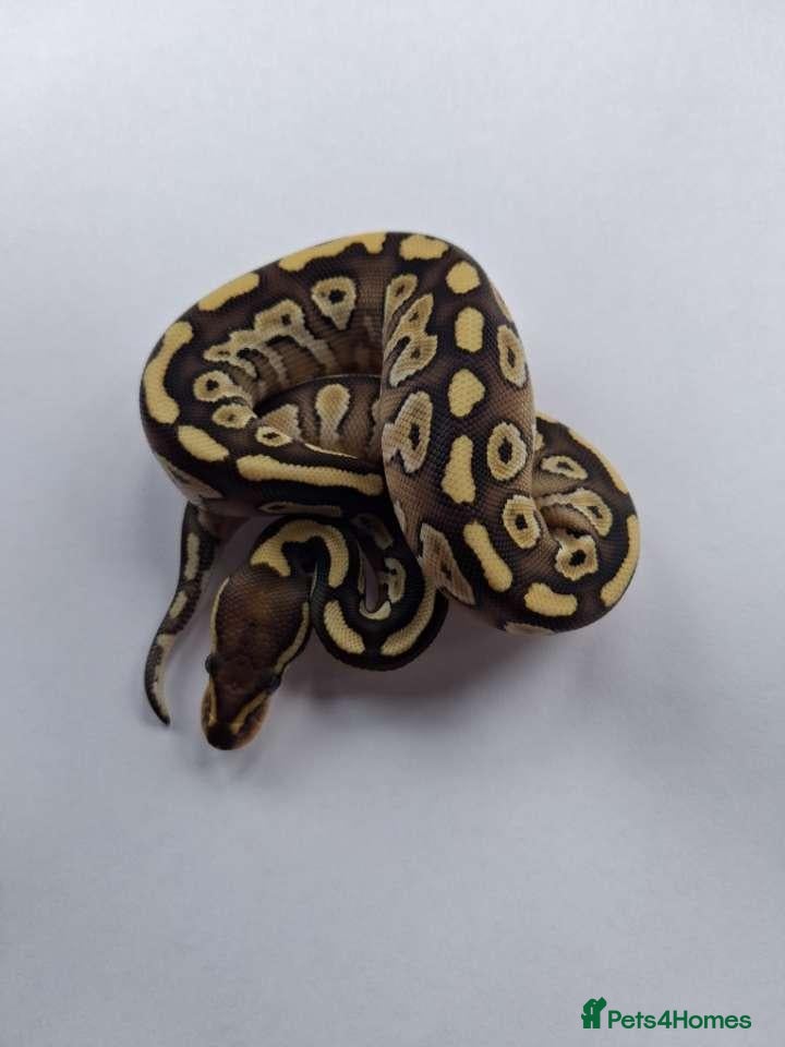 Python Snake reptiles Baby ball python - Advert 4