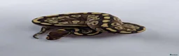 Python Snake reptiles for sale: Baby ball python - Advert 1