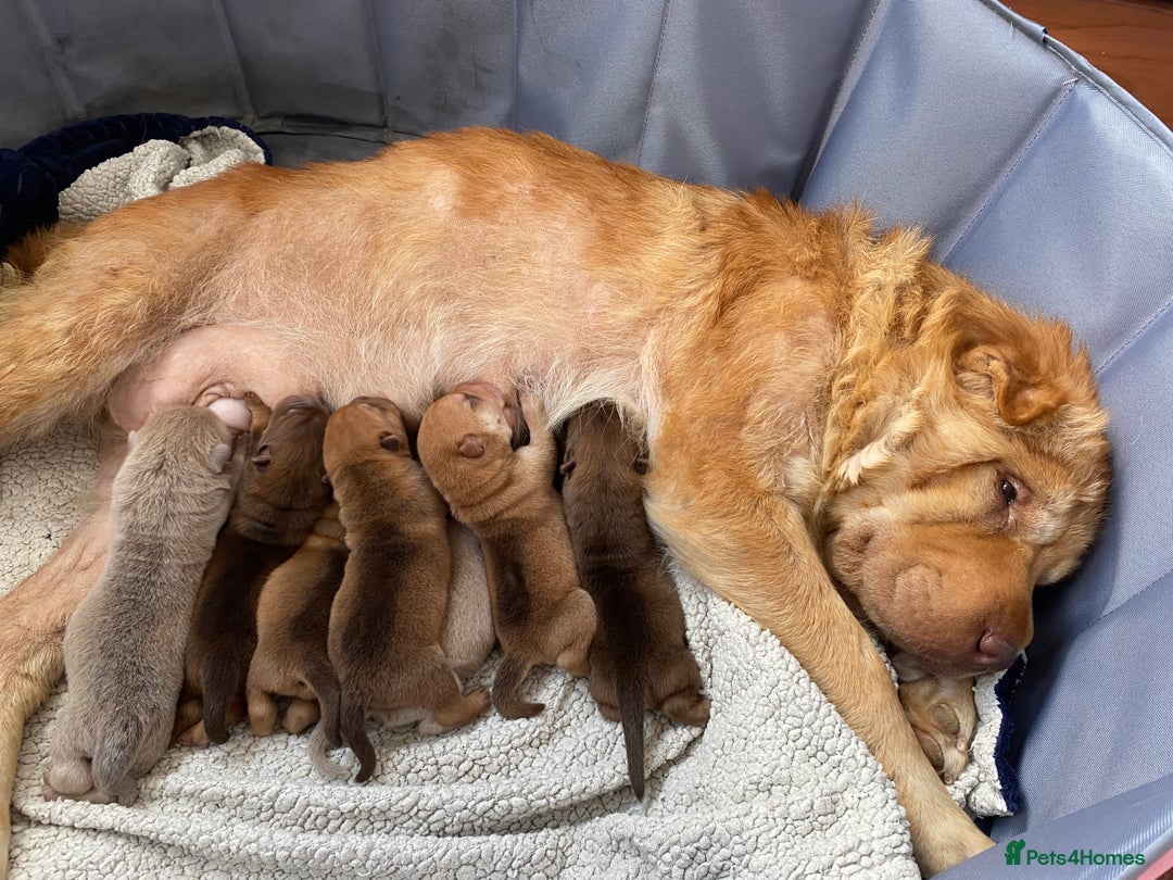 Shar Pei dogs for sale: ⭐️ Girl Shar Pei puppy For Sale ⭐️ - Advert 10