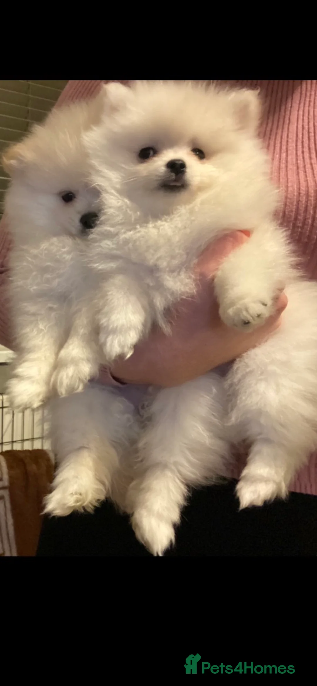 Pomeranian dogs for stud: 1.9kg tiny Proven Ukraine import stud kc reg  in Ferryhill - Advert 23