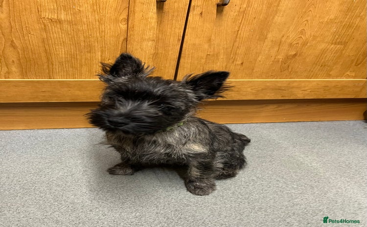 Cairn Terrier dogs - Advert 1