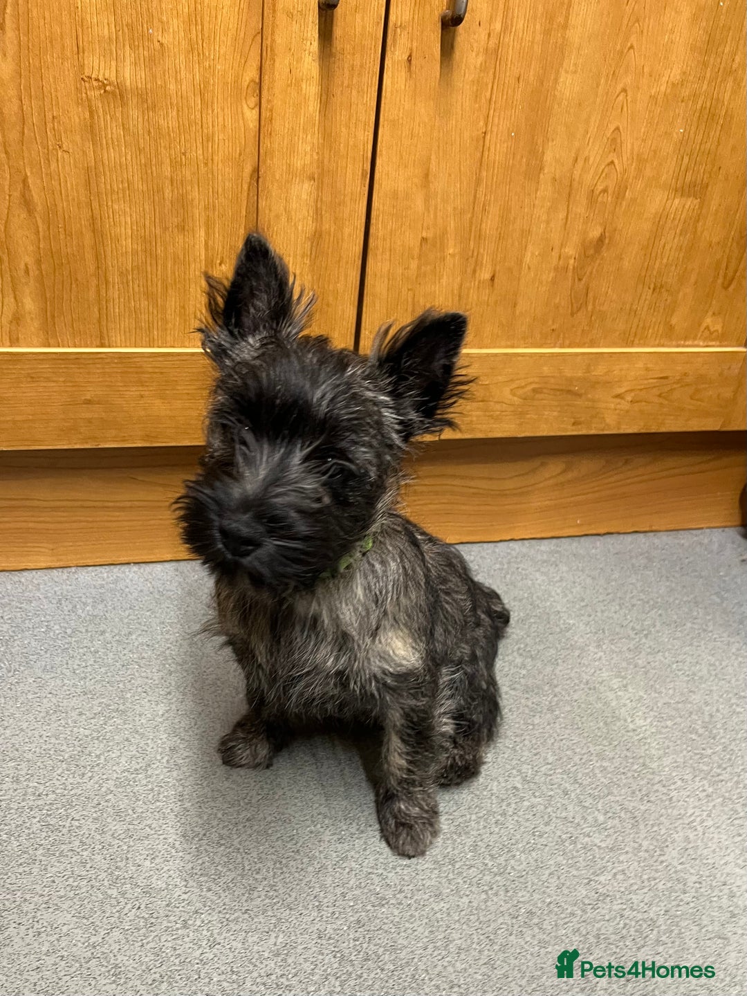 Cairn Terrier dogs for sale: Handsome Cairn Terrier Boy - Image 8