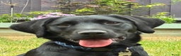 Labrador Retriever dogs for stud: Proven, KC Reg, fully health tested Labrador stud - Advert 13